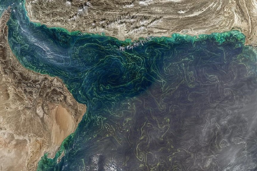 Red alert: Ministry monitors algal bloom in UAE&#039;s regional waters