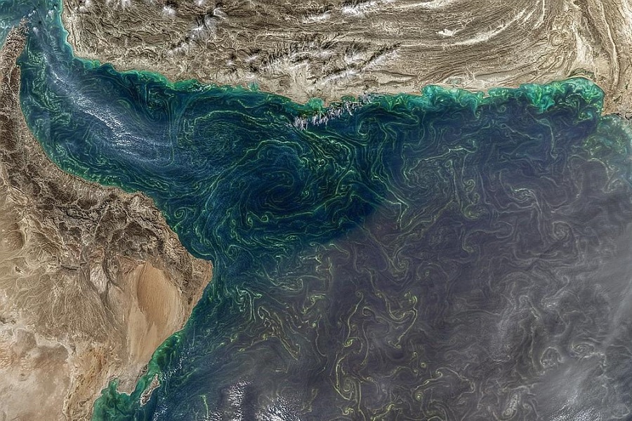 Обнаружены причины расширения мертвой зоны Аравийского моря