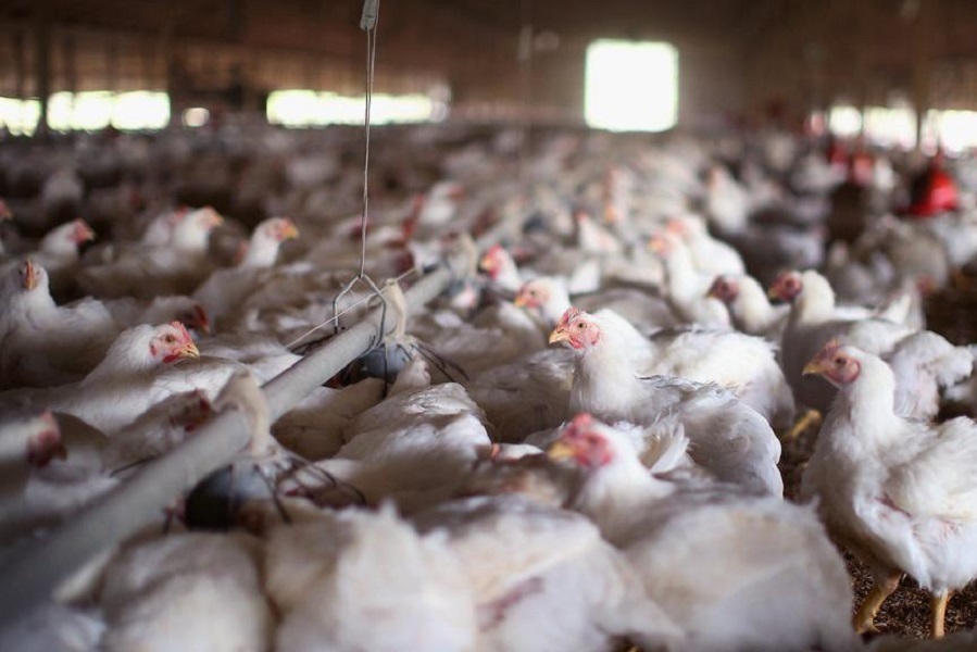 Highly contagious virus prompts UAE to ban chicken eggs and meat from Russia 