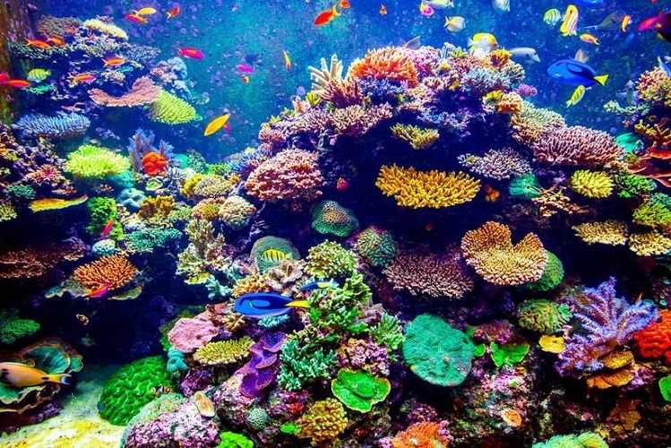 World’s largest coral reef park to be created off UAE coast