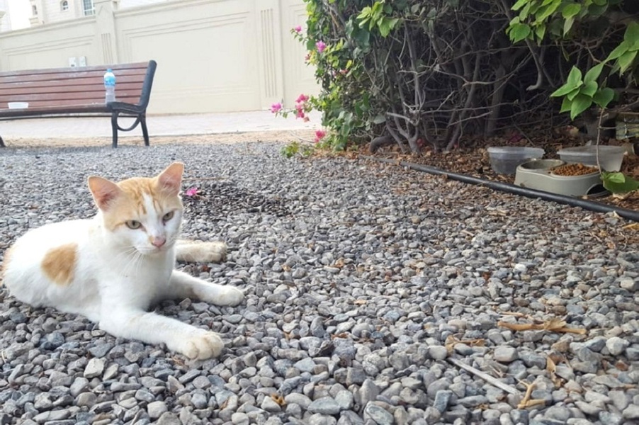 Save Gussy: cat abandoned at Abu Dhabi bus stop waits months for owners to return