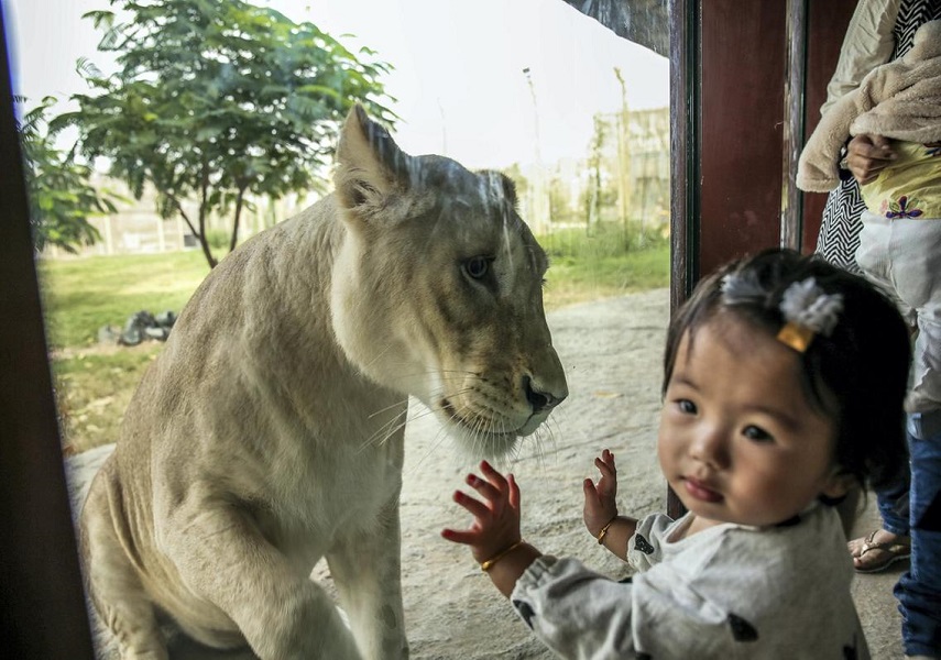 Two weeks of free entry to Dubai Safari