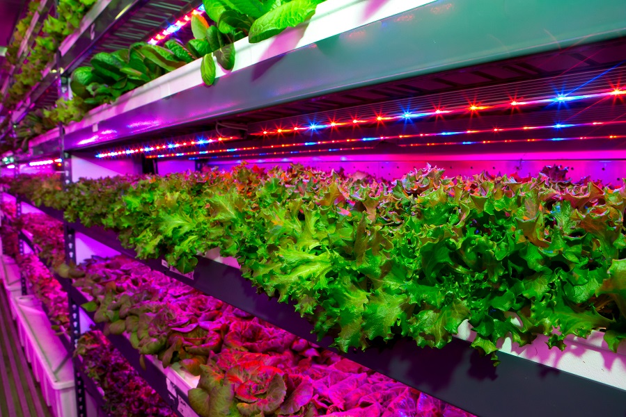 Emirates Flight Catering builds world’s largest vertical farming facility in Dubai