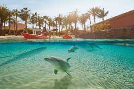 Три новые программы с дельфинами в аквапарке Atlantis Aquaventure
