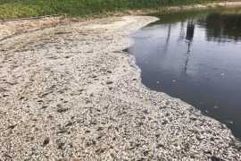 Mystery as lake turns into fish graveyard