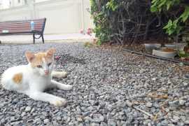 Save Gussy: cat abandoned at Abu Dhabi bus stop waits months for owners to return