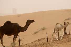 First Mers virus case of 2018 detected in UAE