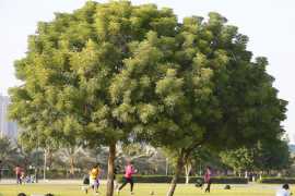 Emirati man donates 100,000 trees for Year of Zayed