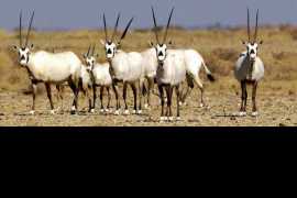 Arabian oryx an index to health of environment