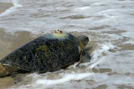 Public-private partnerships key to success for budding Gulf Green Turtle Conservation initiative