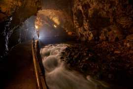 One year anniversary of Postojna’s batch of ‘baby dragons’