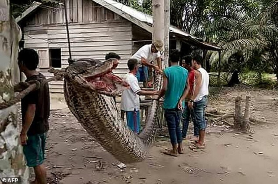 Giant python attacks Indonesian man before being eaten
