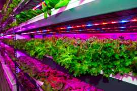 Emirates Flight Catering builds world’s largest vertical farming facility in Dubai