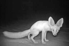 Two rare animals snapped in Abu Dhabi