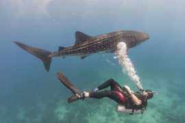 Millennium Resort Mussanah gives a whole new twist to your diving experience